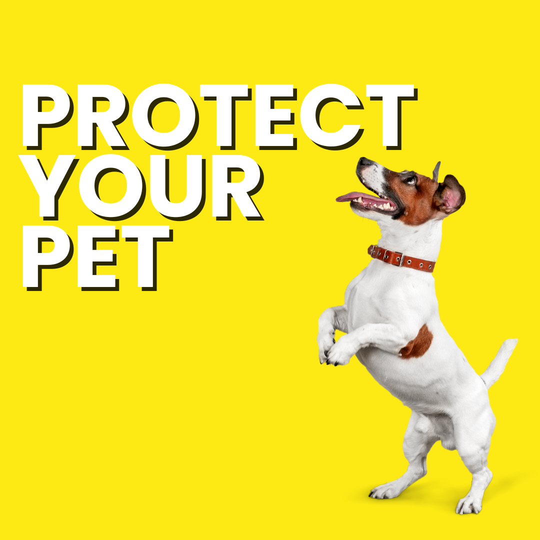 Buy Pet Insurance Online in the UAE